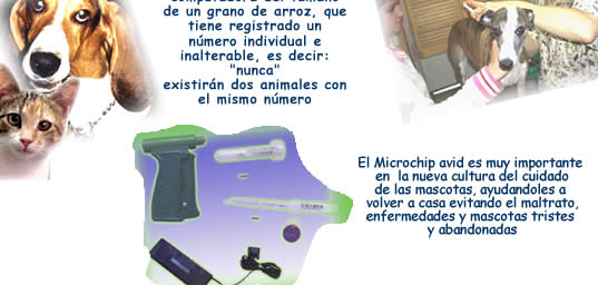 mascota extraviada